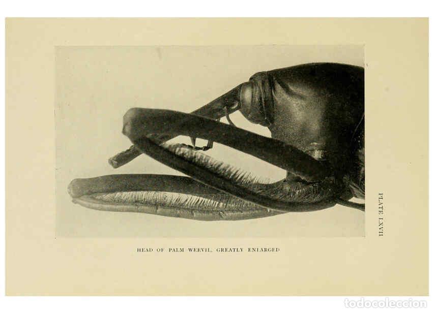 Collectionnisme de Revues et Journaux: Reproducci&oacute;n/Reproduction 6288246563: Insect life London,A. & C. Black, ltd.,1921 - Charles Aubrey E