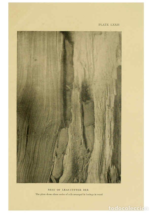 Collectionnisme de Revues et Journaux: Reproducci&oacute;n/Reproduction 6288247519: Insect life London,A. & C. Black, ltd.,1921 - Charles Aubrey E