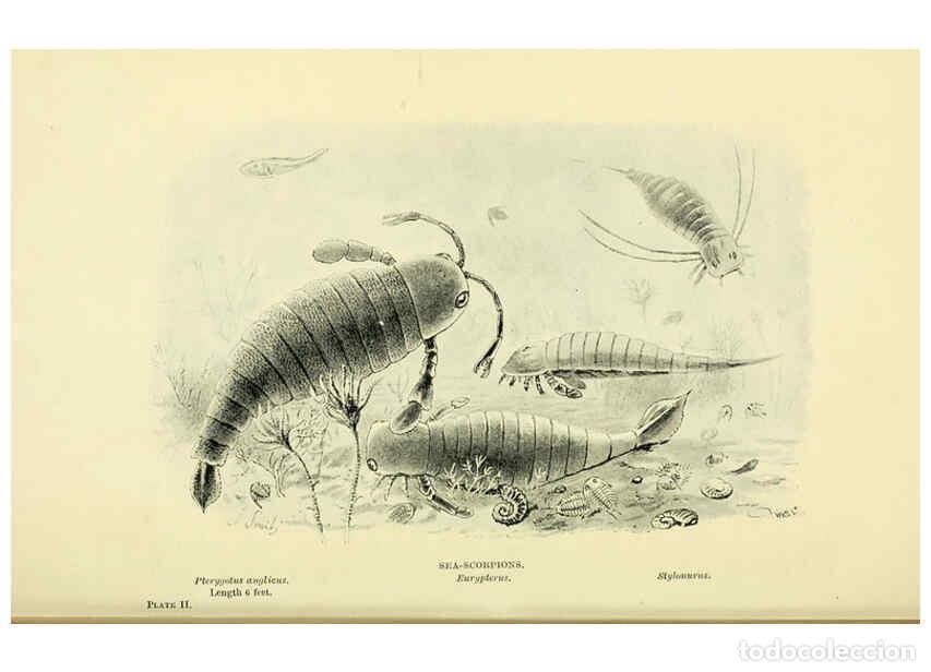 Collectionnisme de Revues et Journaux: Reproducci&oacute;n/Reproduction 6288813190: Extinct monsters and creatures of other days London :Chapman &