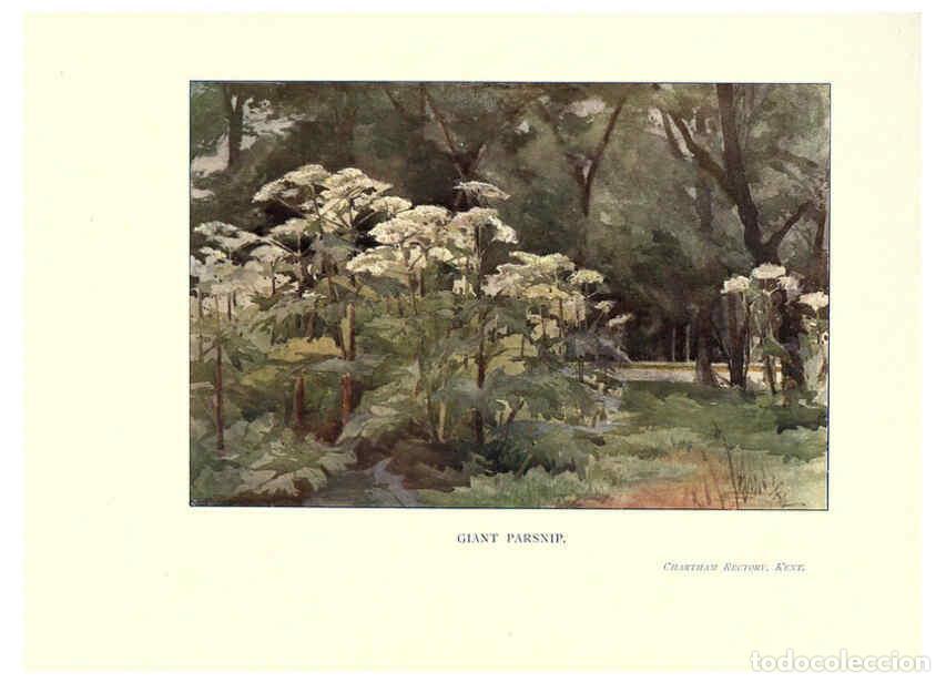 Collectionnisme de Revues et Journaux: Reproducci&oacute;n/Reproduction 6286312352: Garden colour London,E. P. Dutton & company,1905 - Margaret H.