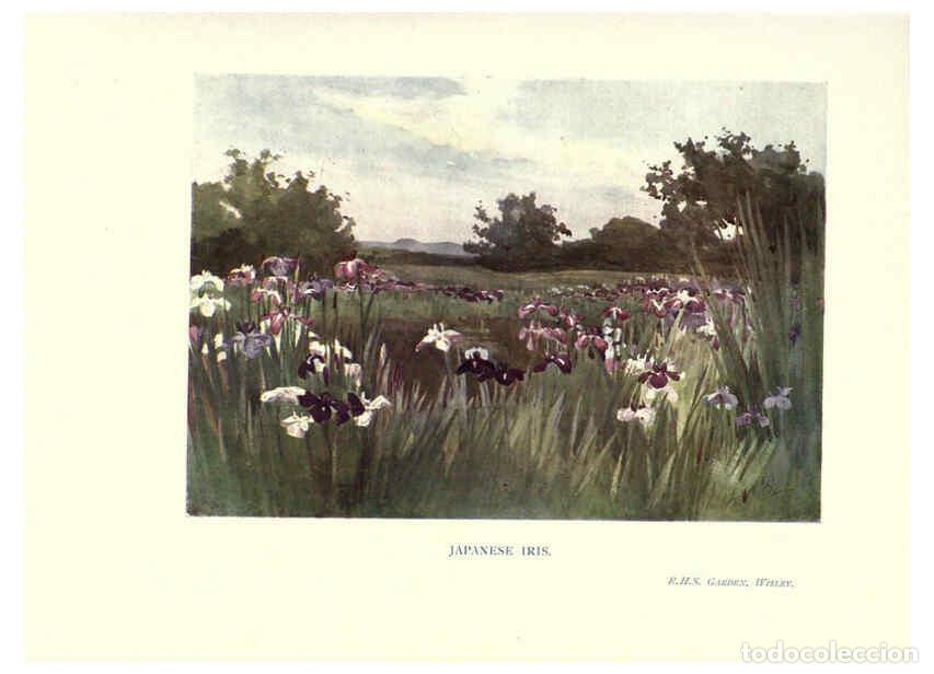 Collectionnisme de Revues et Journaux: Reproducci&oacute;n/Reproduction 6286314512: Garden colour London,E. P. Dutton & company,1905 - Margaret H.