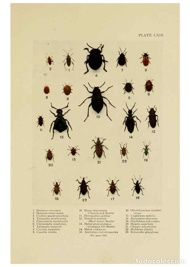 Collectionnisme de Revues et Journaux: Reproducci&oacute;n/Reproduction 6288765640: Insect life London,A. & C. Black, ltd.,1921 - Charles Aubrey E