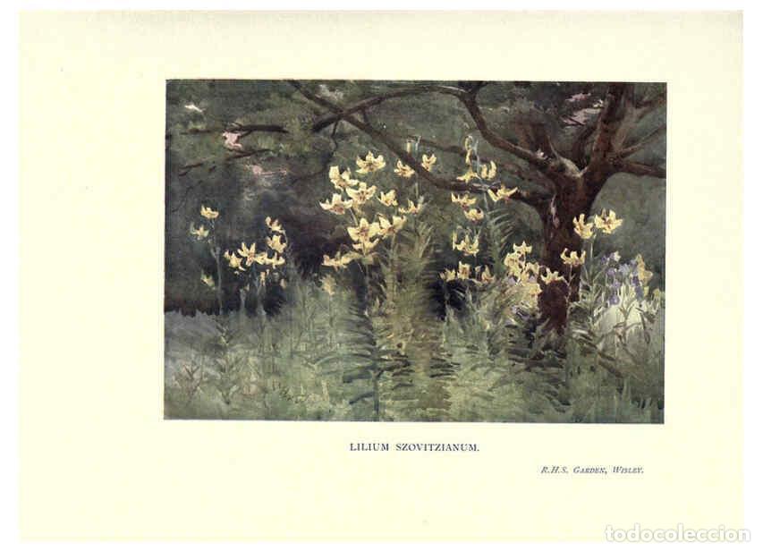 Collectionnisme de Revues et Journaux: Reproducci&oacute;n/Reproduction 6286313934: Garden colour London,E. P. Dutton & company,1905 - Margaret H.