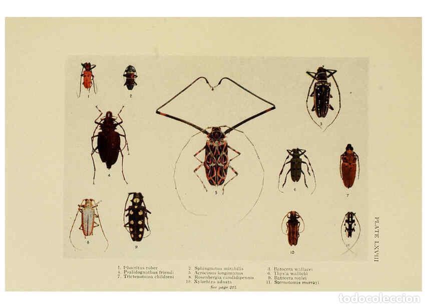 Collectionnisme de Revues et Journaux: Reproducci&oacute;n/Reproduction 6288766518: Insect life London,A. & C. Black, ltd.,1921 - Charles Aubrey E