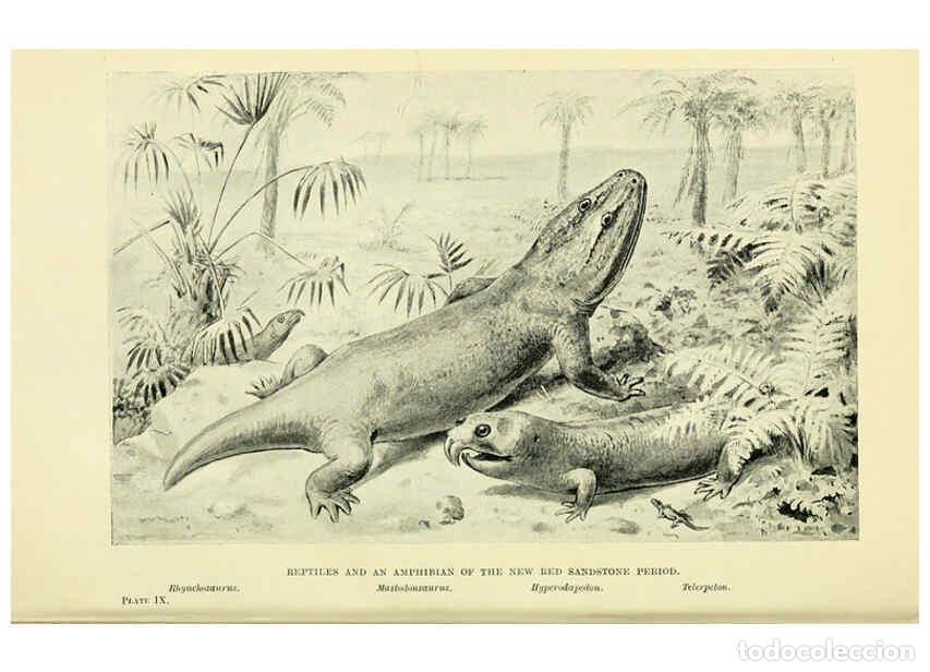 Collectionnisme de Revues et Journaux: Reproducci&oacute;n/Reproduction 6288294163: Extinct monsters and creatures of other days London :Chapman &