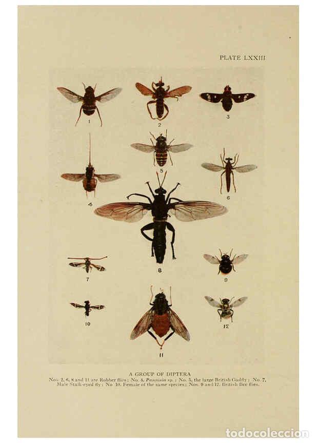 Collectionnisme de Revues et Journaux: Reproducci&oacute;n/Reproduction 6288247663: Insect life London,A. & C. Black, ltd.,1921 - Charles Aubrey E