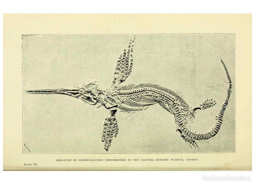 Collectionnisme de Revues et Journaux: Reproducci&oacute;n/Reproduction 6288293167: Extinct monsters and creatures of other days London :Chapman &