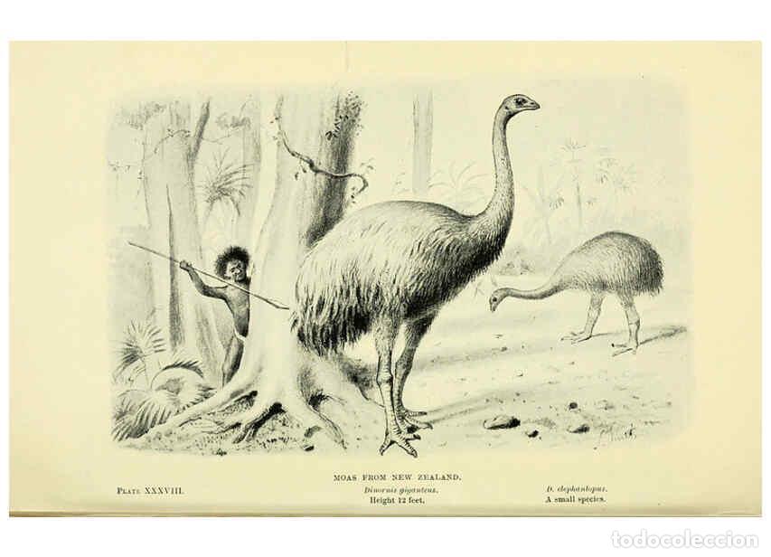 Collectionnisme de Revues et Journaux: Reproducci&oacute;n/Reproduction 6288819626: Extinct monsters and creatures of other days London :Chapman &