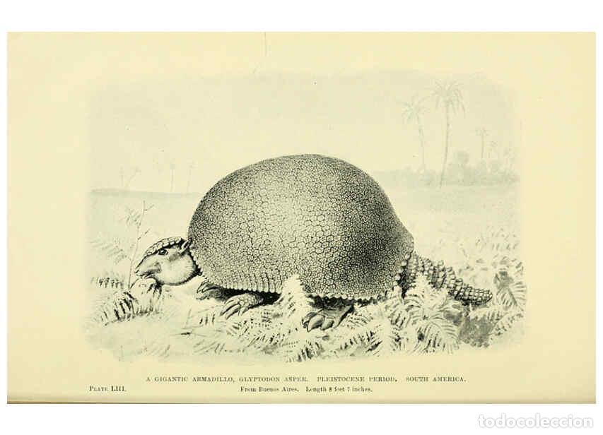 Collectionnisme de Revues et Journaux: Reproducci&oacute;n/Reproduction 6288821980: Extinct monsters and creatures of other days London :Chapman &