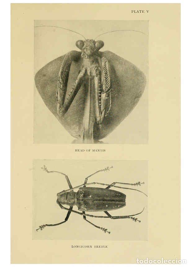 Collectionnisme de Revues et Journaux: Reproducci&oacute;n/Reproduction 6288236385: Insect life London,A. & C. Black, ltd.,1921 - Charles Aubrey E