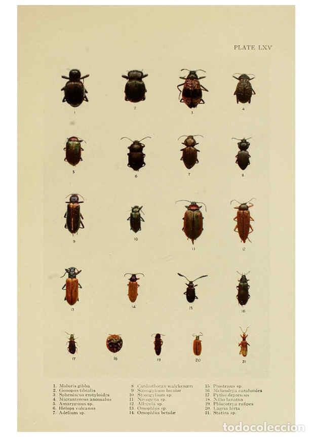 Collectionnisme de Revues et Journaux: Reproducci&oacute;n/Reproduction 6288765996: Insect life London,A. & C. Black, ltd.,1921 - Charles Aubrey E