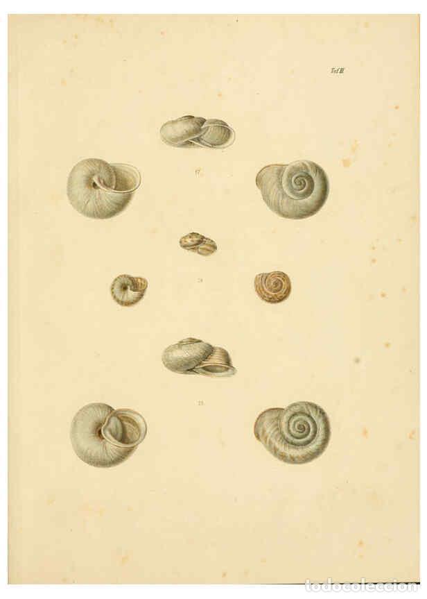 Collectionnisme de Revues et Journaux: Reproducci&oacute;n/Reproduction 6288426243: Ueber Vorderasiatische Conchylien nach den Sammlungen Cassel,T