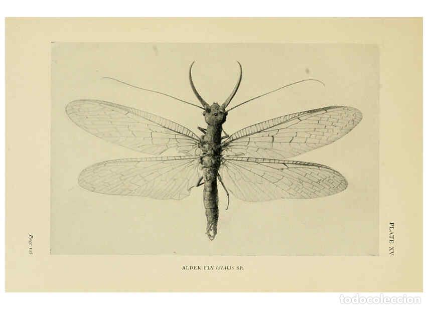 Collectionnisme de Revues et Journaux: Reproducci&oacute;n/Reproduction 6288757380: Insect life London,A. & C. Black, ltd.,1921 - Charles Aubrey E