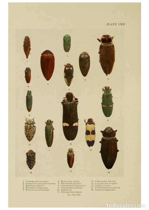 Collectionnisme de Revues et Journaux: Reproducci&oacute;n/Reproduction 6288245817: Insect life London,A. & C. Black, ltd.,1921 - Charles Aubrey E