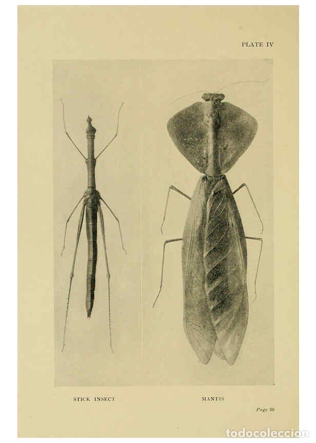 Collectionnisme de Revues et Journaux: Reproducci&oacute;n/Reproduction 6288755720: Insect life London,A. & C. Black, ltd.,1921 - Charles Aubrey E