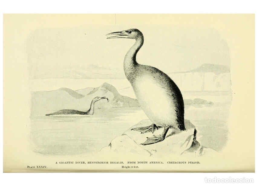 Collectionnisme de Revues et Journaux: Reproducci&oacute;n/Reproduction 6288298483: Extinct monsters and creatures of other days London :Chapman &