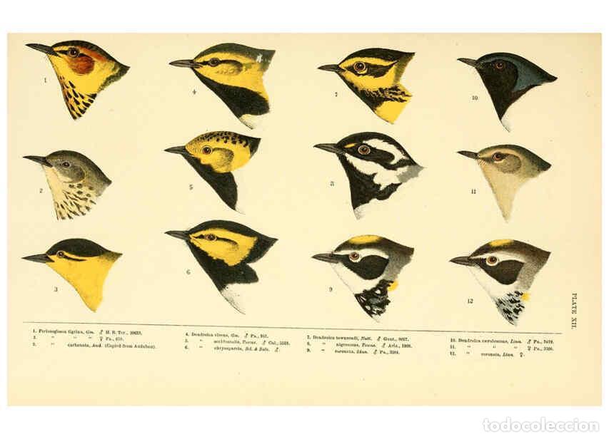 Collectionnisme de Revues et Journaux: Reproducci&oacute;n/Reproduction 6286761504: A history of North American birds Boston :Little, Brown,1905 -