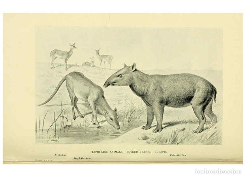 Collectionnisme de Revues et Journaux: Reproducci&oacute;n/Reproduction 6288299303: Extinct monsters and creatures of other days London :Chapman &