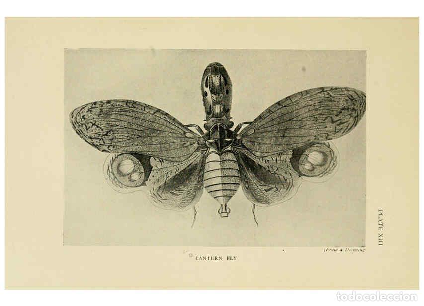 Collectionnisme de Revues et Journaux: Reproducci&oacute;n/Reproduction 6288237623: Insect life London,A. & C. Black, ltd.,1921 - Charles Aubrey E