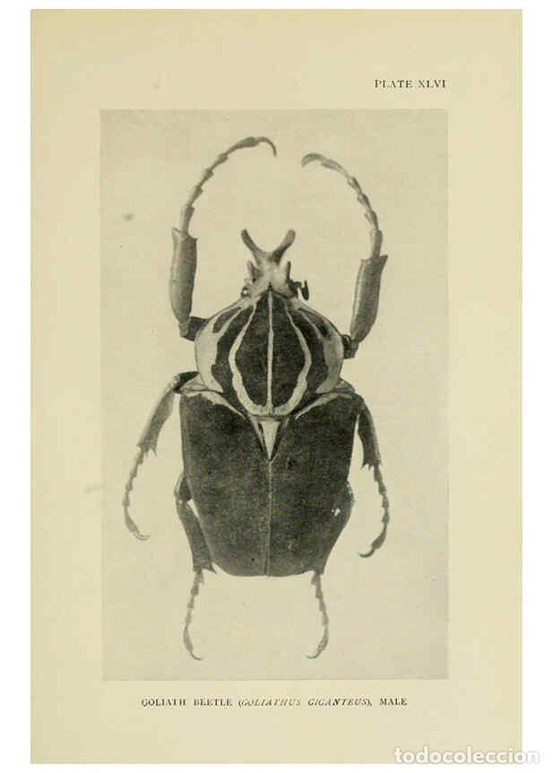 Collectionnisme de Revues et Journaux: Reproducci&oacute;n/Reproduction 6288243047: Insect life London,A. & C. Black, ltd.,1921 - Charles Aubrey E