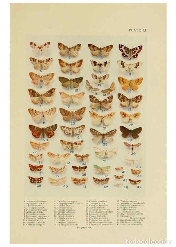 Collectionnisme de Revues et Journaux: Reproducci&oacute;n/Reproduction 6288763460: Insect life London,A. & C. Black, ltd.,1921 - Charles Aubrey E