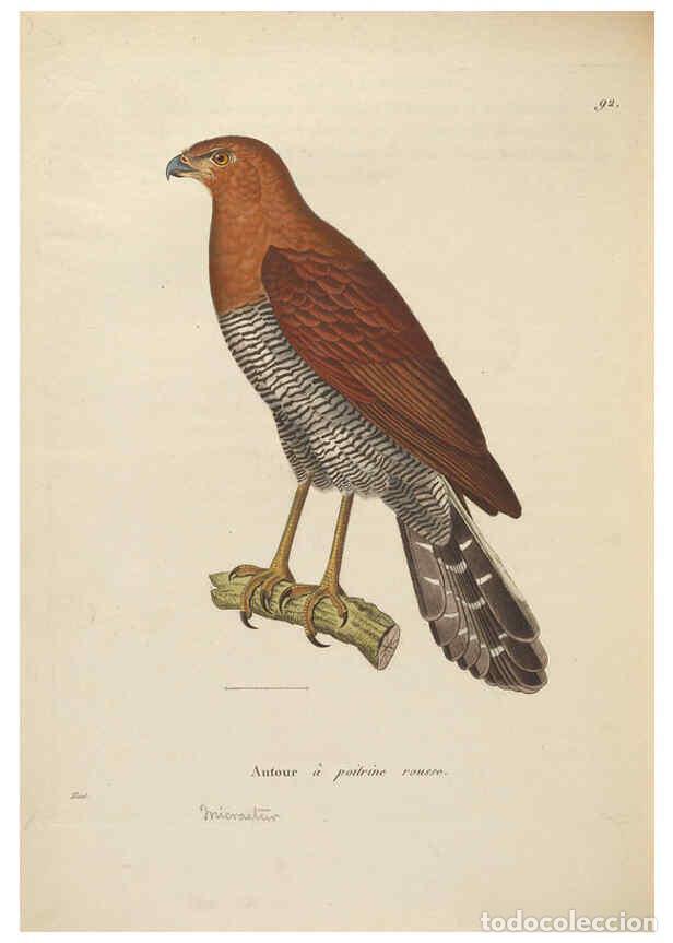 Collectionnisme de Revues et Journaux: Reproducci&oacute;n/Reproduction 6285715435: Nouveau recueil de planches colori&eacute;es d'oiseaux A Strasbourgh