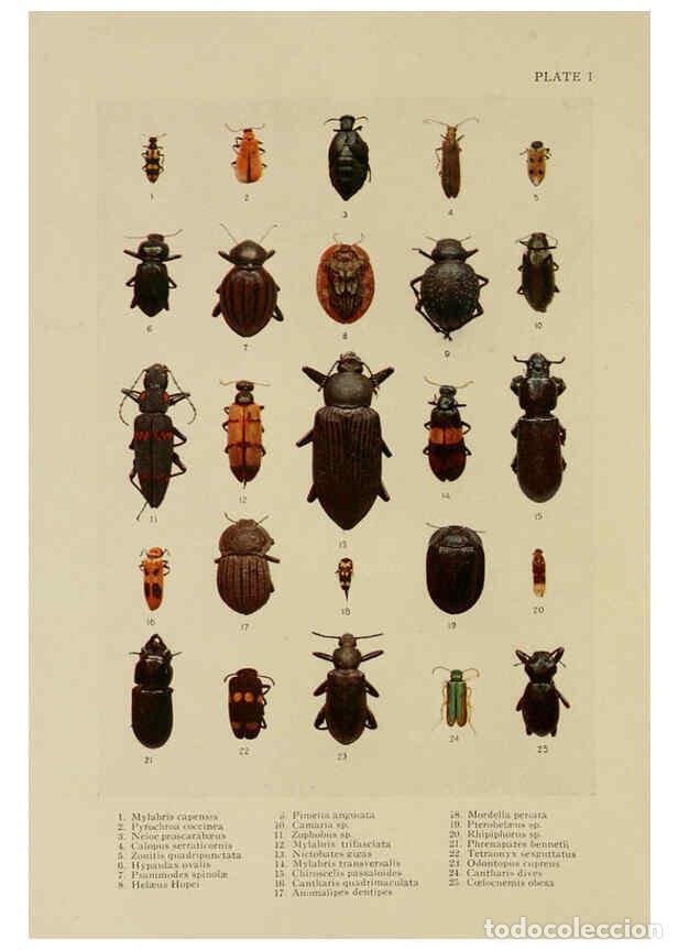 Collectionnisme de Revues et Journaux: Reproducci&oacute;n/Reproduction 6288755006: Insect life London,A. & C. Black, ltd.,1921 - Charles Aubrey E