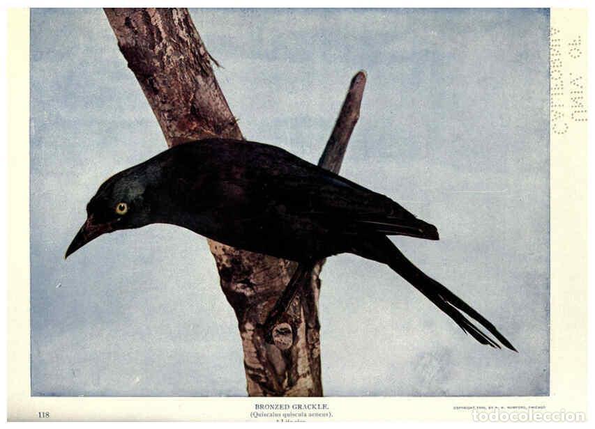 Collectionnisme de Revues et Journaux: Reproducci&oacute;n/Reproduction 6279973736: Birds of Buzzard's Roost Indianapolis, Ind.,Scott-Miller Compa