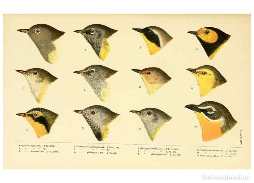 Collectionnisme de Revues et Journaux: Reproducci&oacute;n/Reproduction 6286762172: A history of North American birds Boston :Little, Brown,1905 -