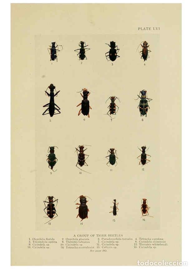 Collectionnisme de Revues et Journaux: Reproducci&oacute;n/Reproduction 6288764362: Insect life London,A. & C. Black, ltd.,1921 - Charles Aubrey E