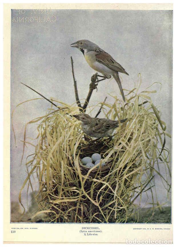 Collectionnisme de Revues et Journaux: Reproducci&oacute;n/Reproduction 6279454553: Birds of Buzzard's Roost Indianapolis, Ind.,Scott-Miller Compa