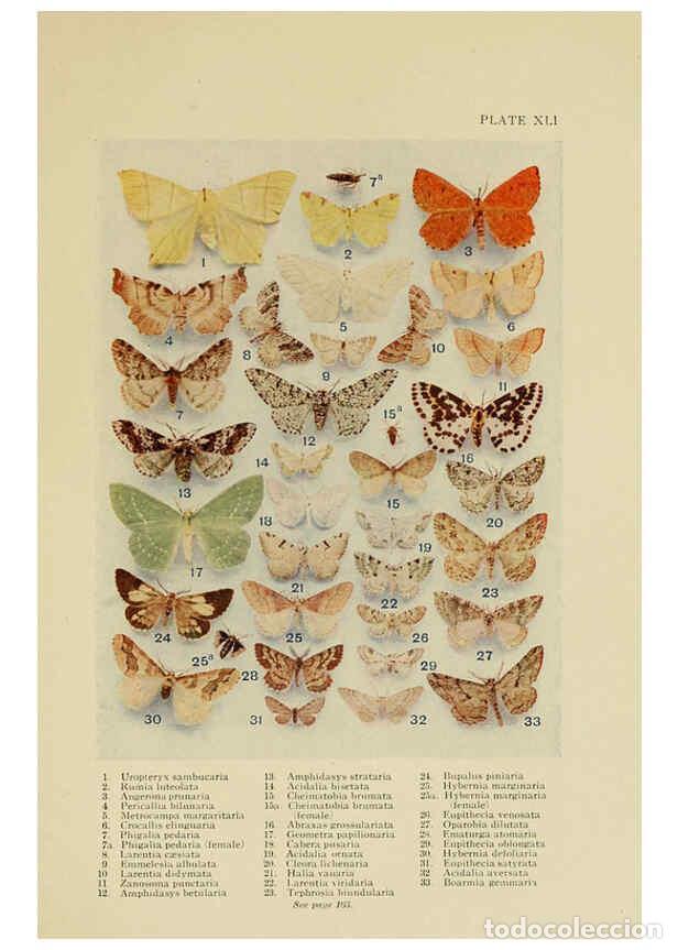 Collectionnisme de Revues et Journaux: Reproducci&oacute;n/Reproduction 6288761748: Insect life London,A. & C. Black, ltd.,1921 - Charles Aubrey E