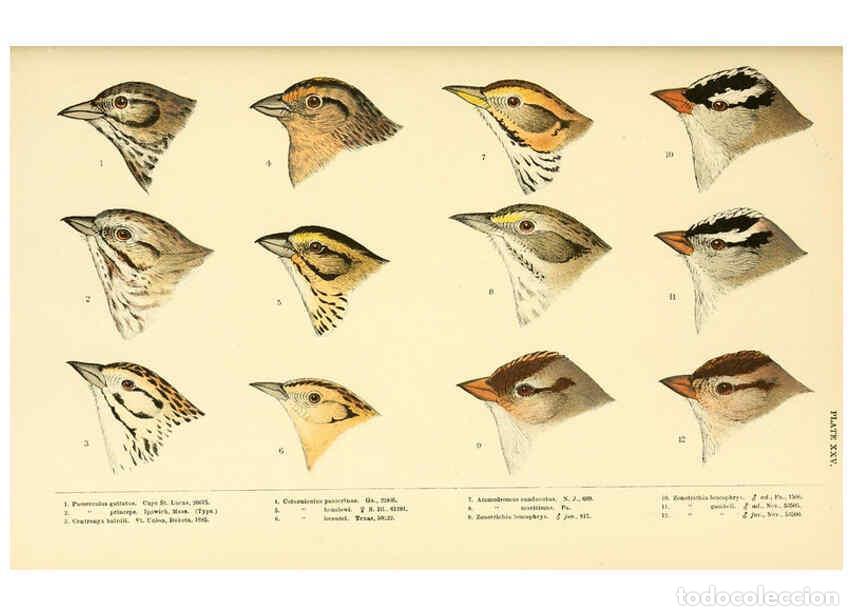 Collectionnisme de Revues et Journaux: Reproducci&oacute;n/Reproduction 6286764114: A history of North American birds Boston :Little, Brown,1905 -