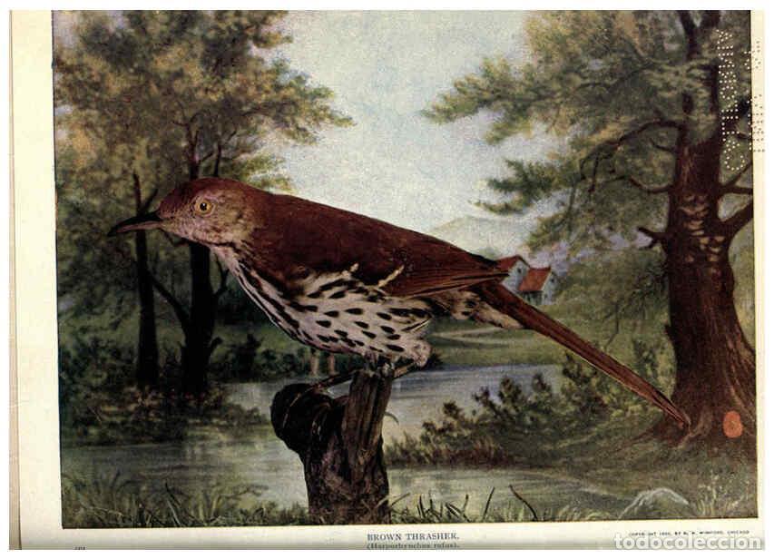 Collectionnisme de Revues et Journaux: Reproducci&oacute;n/Reproduction 6279452817: Birds of Buzzard's Roost Indianapolis, Ind.,Scott-Miller Compa