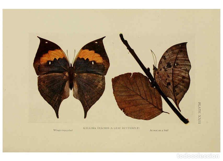 Collectionnisme de Revues et Journaux: Reproducci&oacute;n/Reproduction 6288758886: Insect life London,A. & C. Black, ltd.,1921 - Charles Aubrey E