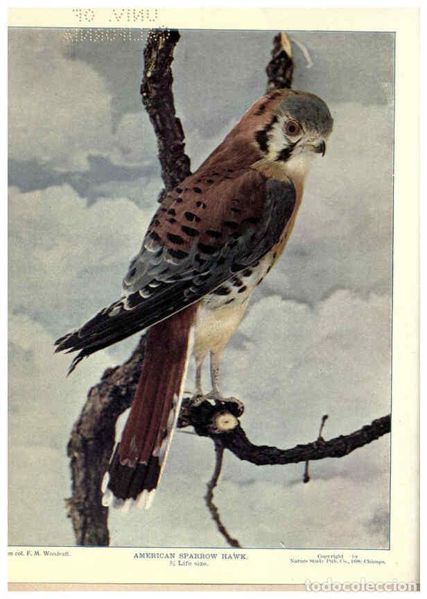 Collectionnisme de Revues et Journaux: Reproducci&oacute;n/Reproduction 6279450545: Birds of Buzzard's Roost Indianapolis, Ind.,Scott-Miller Compa