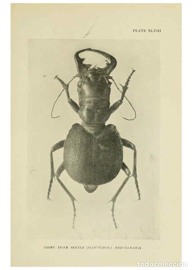Collectionnisme de Revues et Journaux: Reproducci&oacute;n/Reproduction 6288762854: Insect life London,A. & C. Black, ltd.,1921 - Charles Aubrey E