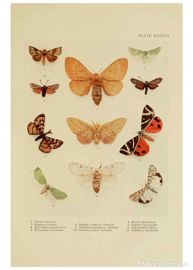 Collectionnisme de Revues et Journaux: Reproducci&oacute;n/Reproduction 6288761208: Insect life London,A. & C. Black, ltd.,1921 - Charles Aubrey E