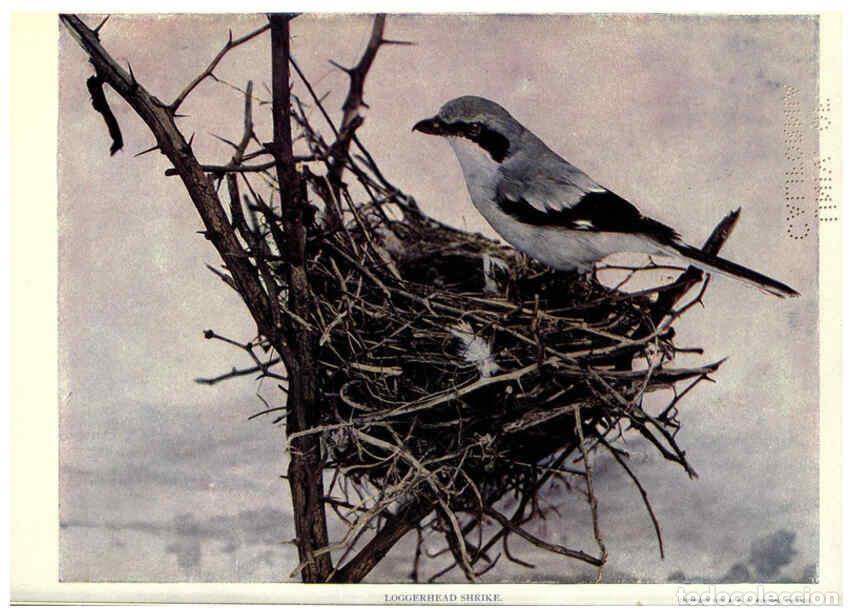 Collectionnisme de Revues et Journaux: Reproducci&oacute;n/Reproduction 6279971060: Birds of Buzzard's Roost Indianapolis, Ind.,Scott-Miller Compa