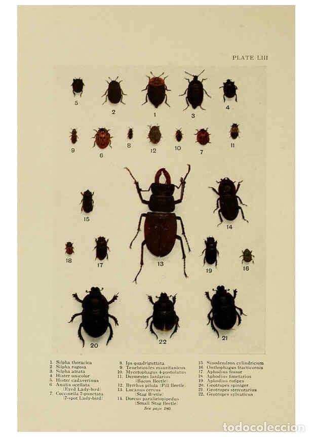 Collectionnisme de Revues et Journaux: Reproducci&oacute;n/Reproduction 6288763882: Insect life London,A. & C. Black, ltd.,1921 - Charles Aubrey E