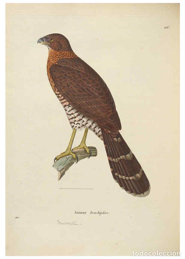 Collectionnisme de Revues et Journaux: Reproducci&oacute;n/Reproduction 6286236278: Nouveau recueil de planches colori&eacute;es d'oiseaux A Strasbourgh