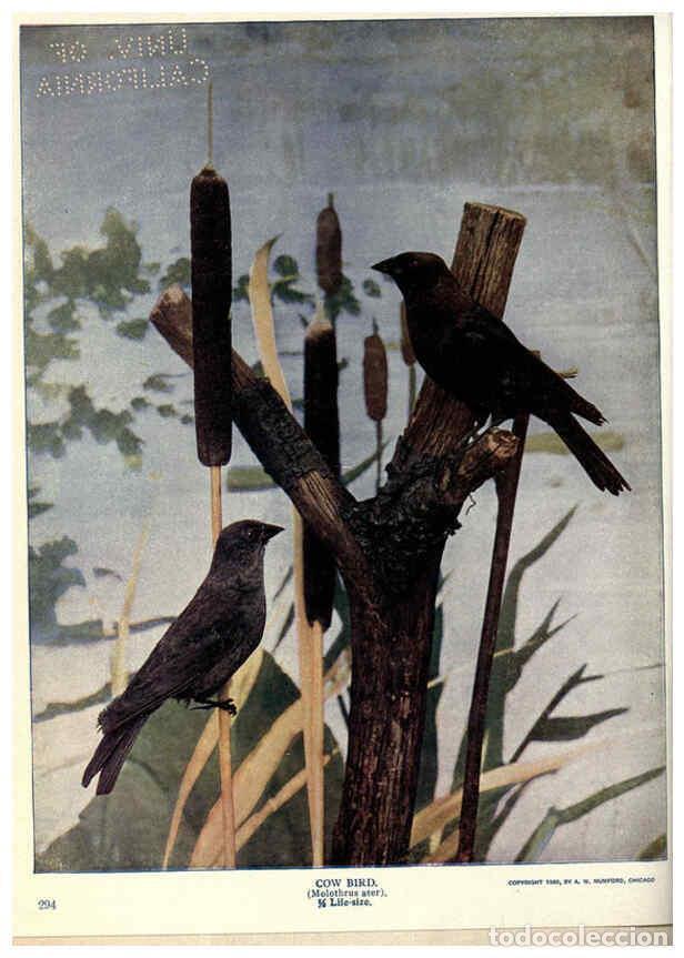 Collectionnisme de Revues et Journaux: Reproducci&oacute;n/Reproduction 6279973898: Birds of Buzzard's Roost Indianapolis, Ind.,Scott-Miller Compa