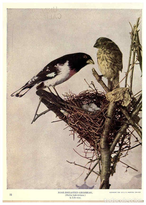 Collectionnisme de Revues et Journaux: Reproducci&oacute;n/Reproduction 6279976260: Birds of Buzzard's Roost Indianapolis, Ind.,Scott-Miller Compa