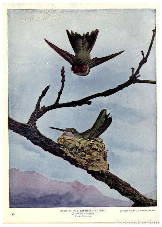 Collectionnisme de Revues et Journaux: Reproducci&oacute;n/Reproduction 6279974650: Birds of Buzzard's Roost Indianapolis, Ind.,Scott-Miller Compa