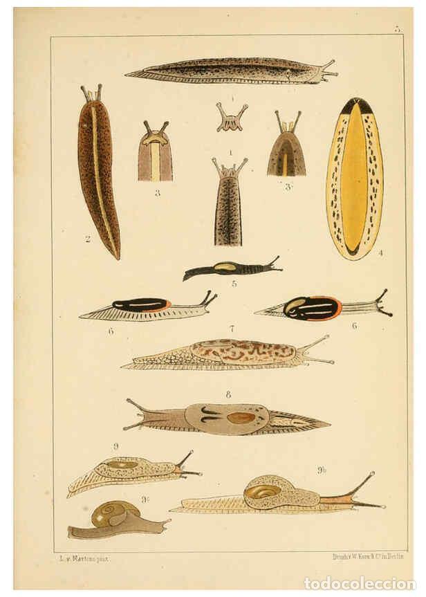 Collectionnisme de Revues et Journaux: Reproducci&oacute;n/Reproduction 6286153190: Die Preussische expedition nach Ost-Asien. Bd.2. Berlin :K&ouml;nig