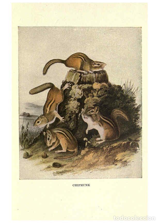 Sammeln von Zeitschriften und Zeitungen: Reproducci&oacute;n/Reproduction 6286178096: Squirrels and other fur-bearers Boston ;Houghton Mifflin compa