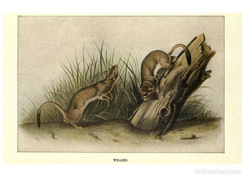 Sammeln von Zeitschriften und Zeitungen: Reproducci&oacute;n/Reproduction 6285658157: Squirrels and other fur-bearers Boston ;Houghton Mifflin compa