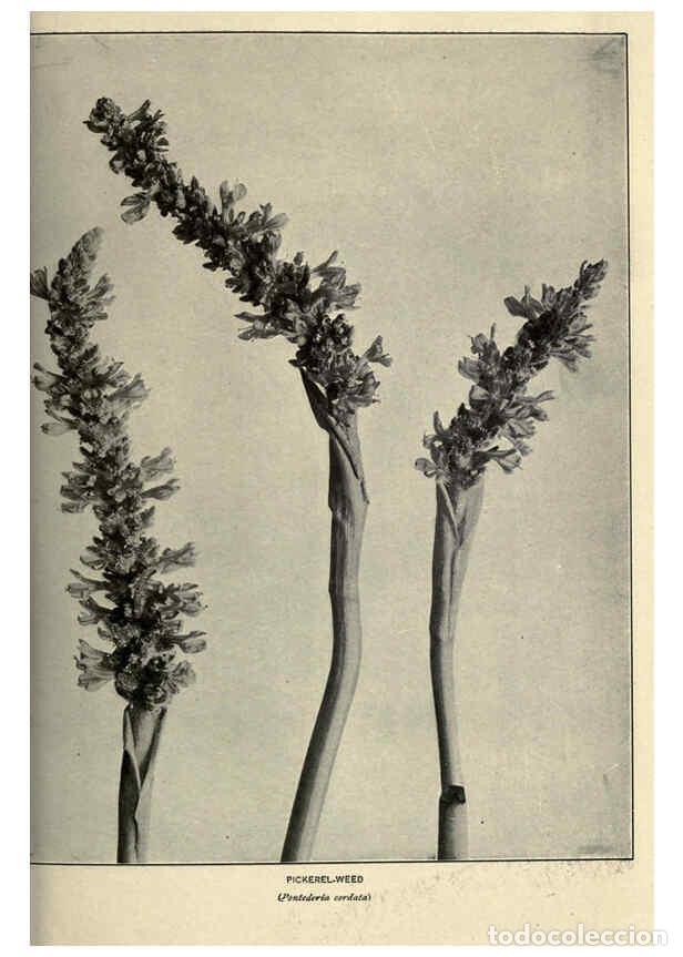 Sammeln von Zeitschriften und Zeitungen: Reproducci&oacute;n/Reproduction 6288460173: Nature's garden; an aid to knowledge of our wild flowers and t