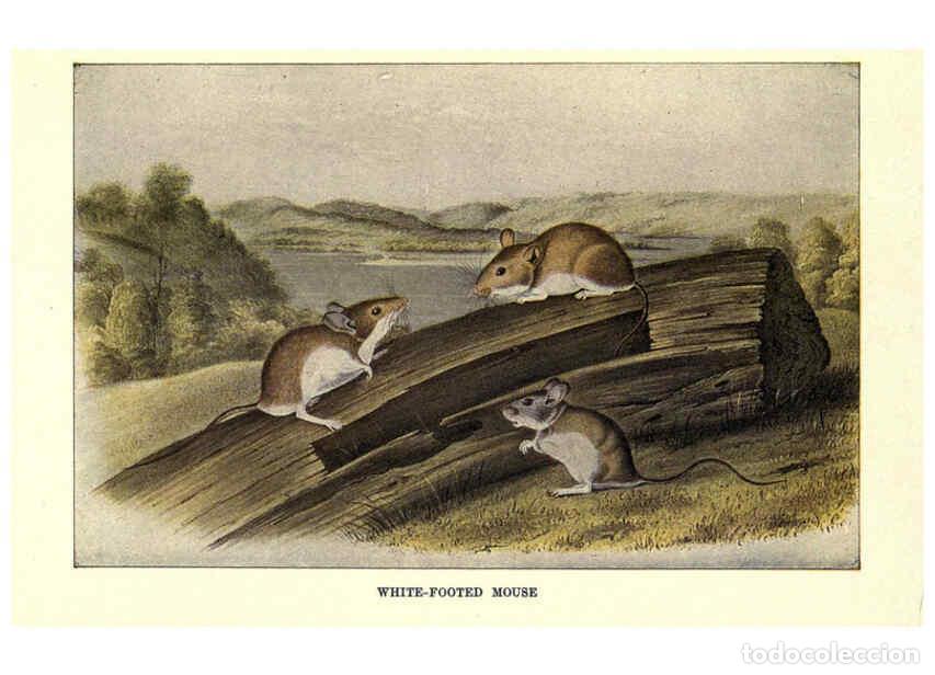 Sammeln von Zeitschriften und Zeitungen: Reproducci&oacute;n/Reproduction 6286180398: Squirrels and other fur-bearers Boston ;Houghton Mifflin compa