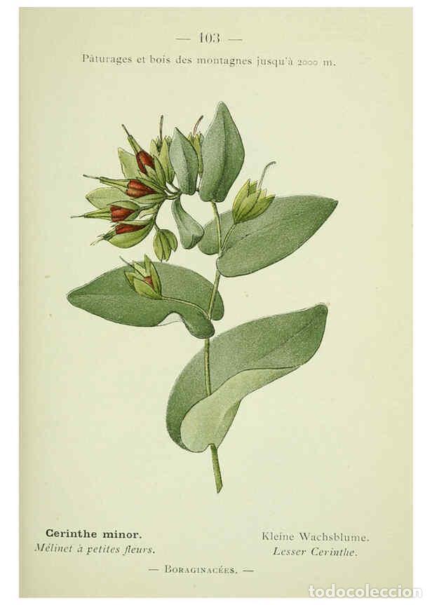 Sammeln von Zeitschriften und Zeitungen: Reproducci&oacute;n/Reproduction 6298292053: Nouvelle flore colori&eacute;e de poche des Alpes et des Pyr&eacute;n&eacute;es. v.